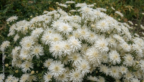 White chrysanthemum blooms,...