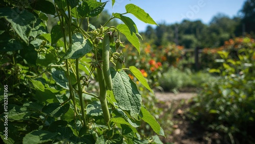 Green bean plant displays l...