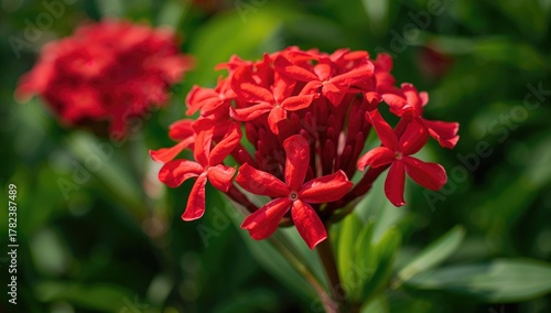 A detailed view of Ixora fl...