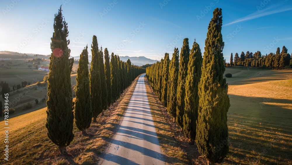 Obraz premium Aerial view of a white road flanked by pine trees, showcasing seasonal change