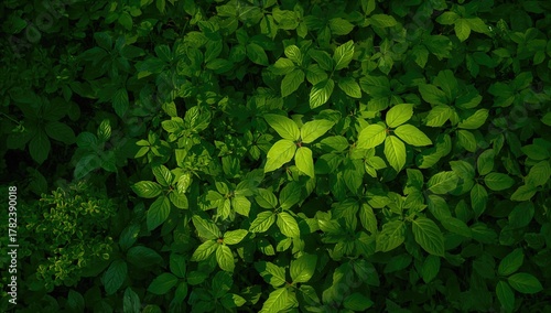Lush Greenery, A Rich Colle...