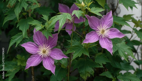 Clematis flowers blooming i...