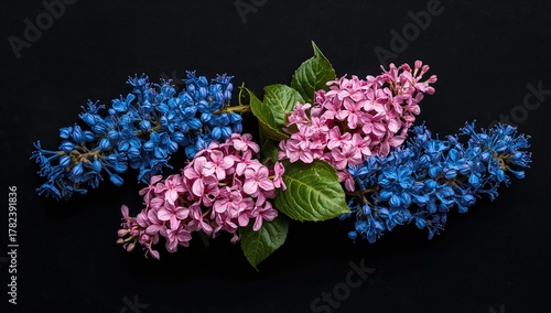 Blue buds and pink lilacs a...