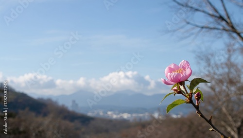 Blossoming Cherry Blossom in Shades of Pink