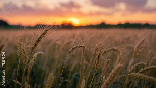Golden barley field illumin...