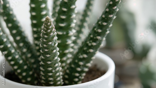 Close-up of a Haworthia zeb...