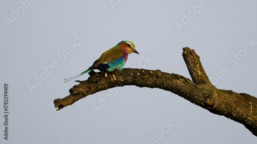 Colorful lilac-breasted roller bird perching on dead tree branch in Maasai Mara National Reserve, Kenya. Vibrant plumage showcases nature beauty.