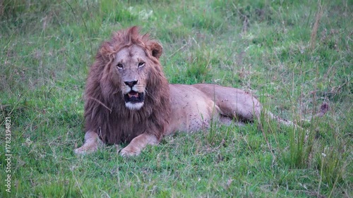 Majestic male lion lying in green grassland of Maasai Mara National Reserve, Kenya. Lion panting with open mouth and swishing tail to keep cool.