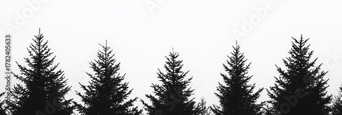 A silhouette of tall pine trees against a white background.