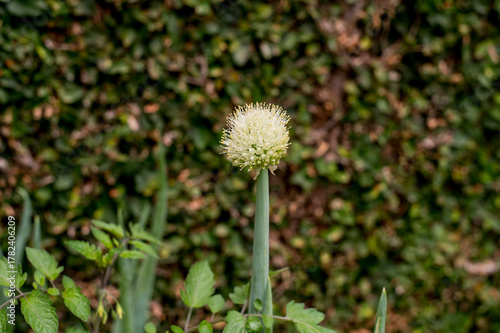 Green onion spice flower (Allium schoenoprasum)