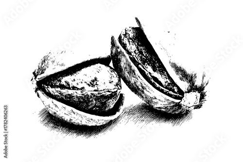 Nuts Earth: Close- Study Detail | Clean, isolated vector art for creative projects.