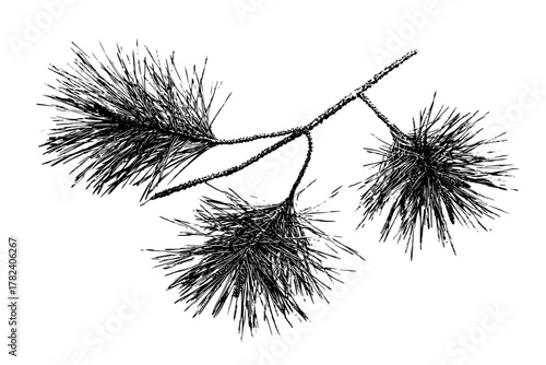 Thorny Branches Winter's Embrace | Clean, isolated vector art for creative projects.