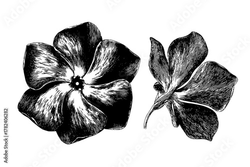 Ethereal Elegance: Delicate Dance Light Shadow Periwinkle Flower Artistry | Clean, isolated vector art for creative projects.