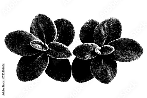 Moonlit Whispers: Artistic Bouquet Black White Pennyroyal Leaves | Clean, isolated vector art for creative projects.