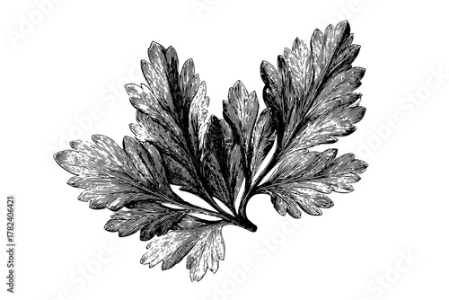 Botanical Beauty: Intricate Lace Leaf Details | Clean, isolated vector art for creative projects.