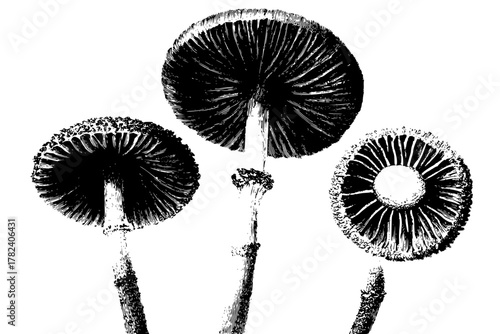 Mushroom Mystique: Elegance Fungi Black White | Clean, isolated vector art for creative projects.