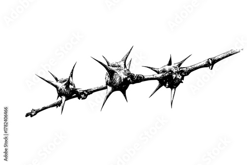 Osage Oranges: Nature's Artful Prickles | Clean, isolated vector art for creative projects.