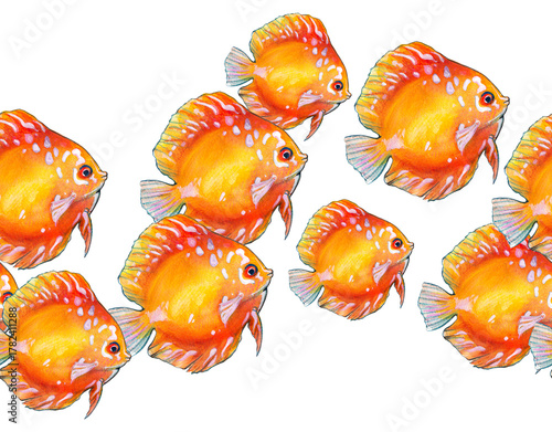 Seamless pattern. A school of colorful discus fish. Watercolor painting depicting fish on a white background.
