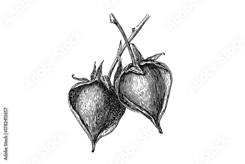 Delicate Duality: Elegant Rosehip Seed Artwork | Clean, isolated vector art for creative projects.