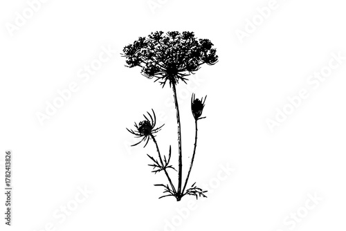 Black White Whispers Nature: Flower's Silent Symphony | Clean, isolated vector art for creative projects.