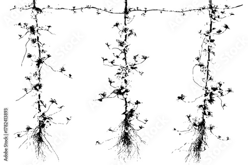 Emergence Trio | Clean, isolated vector art for creative projects.