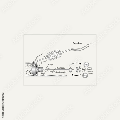 Organ Systems in the Human Body: Types, Parts, and Functions