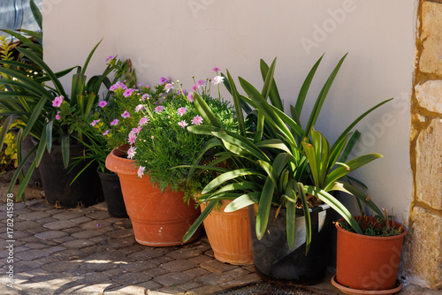 Fototapeta Naklejka Na Ścianę i Meble -  Mediterranean decor. Different kind of plants and flowers in the pots. Traditional decoration of old villages in Greece. Flower pot of various shapes and sizes on stairs in the street.