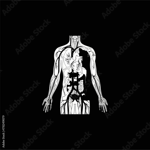 Organ Systems in the Human Body: Types, Parts, and Functions