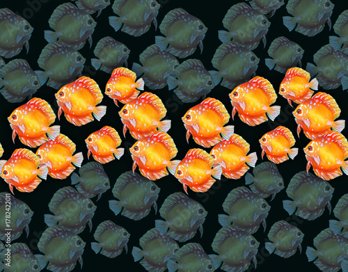 Seamless pattern. A flock of multicolored discus fish in layers. Watercolor painting depicting fish on a white background.