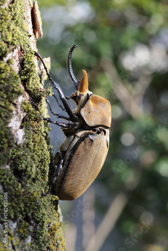 Fotografía The elephant beetle (Megasoma elephas) is a member of the family Scarabaeidae and the subfamily Dynastinae