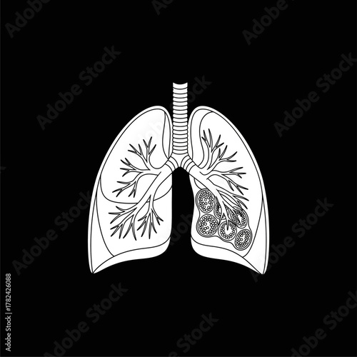 Organ Systems in the Human Body: Types, Parts, and Functions