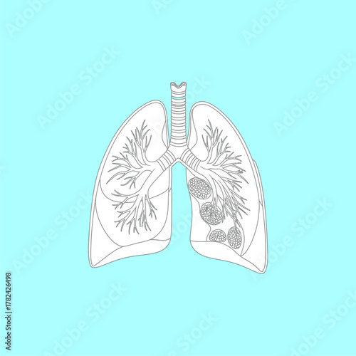 Organ Systems in the Human Body: Types, Parts, and Functions