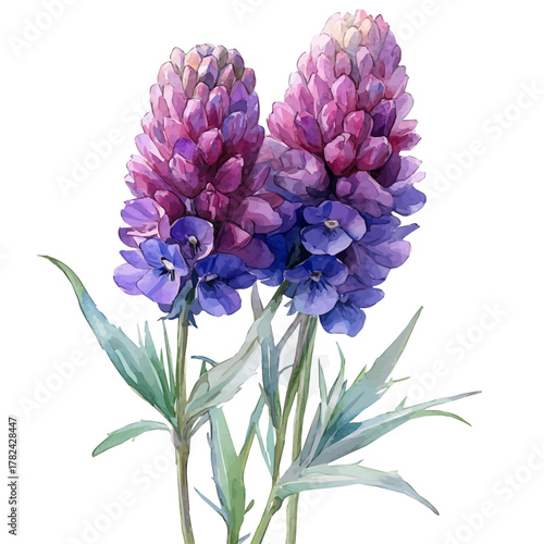 Gomphrena Flower, watercolor clipart vector, isolated on a white background.