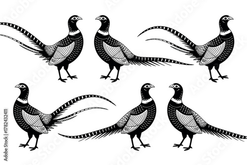Elegant pheasant pattern in black and white offering a classic and timeless design for various creative applications