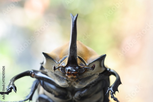 The elephant beetle (Megasoma elephas) is a member of the family Scarabaeidae and the subfamily Dynastinae. Elephant beetles are Neotropical rhinoceros beetles.