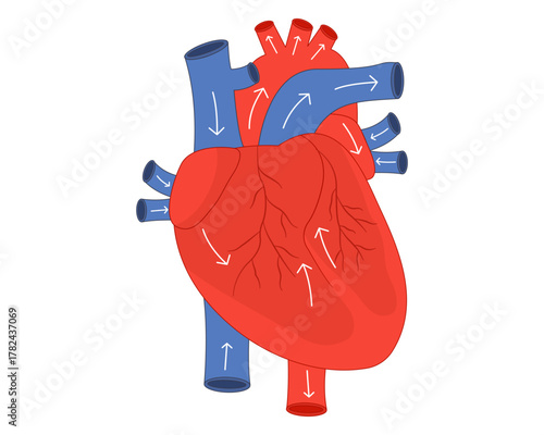 Blood flow through heart circulation of arterial and venous blood through vessels and chambers of heart muscle