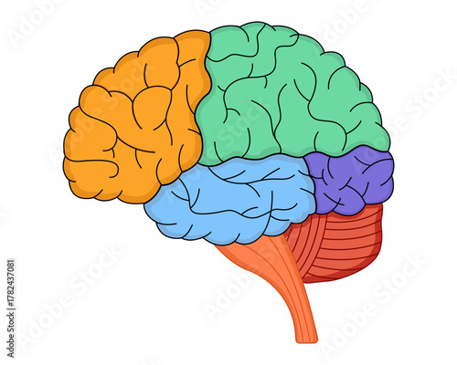 Human brain anatomy with sections vector illustration for medical science education 