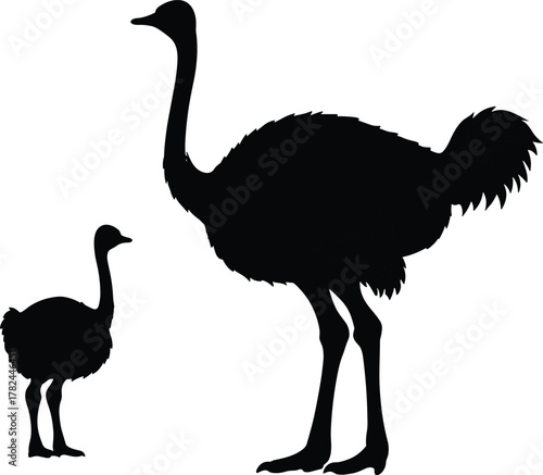 Silhouette of adult ostrich and baby ostrich standing together, wildlife bird vector illustration, detailed animal outline art, nature concept, isolated black design