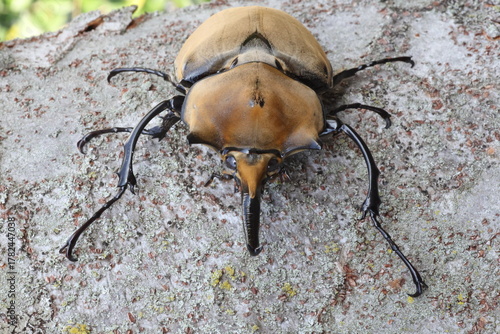 The elephant beetle (Megasoma elephas) is a member of the family Scarabaeidae and the subfamily Dynastinae. Elephant beetles are Neotropical rhinoceros beetles.