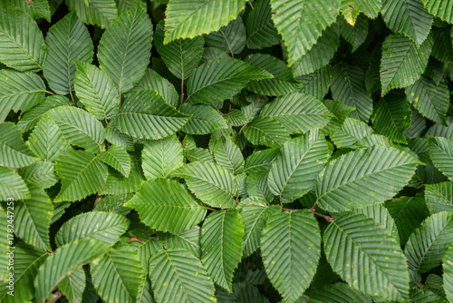 Foliage of Carpinus betulus in a lush green setting showcasing the smooth and serrated edges of the leaves under natural light