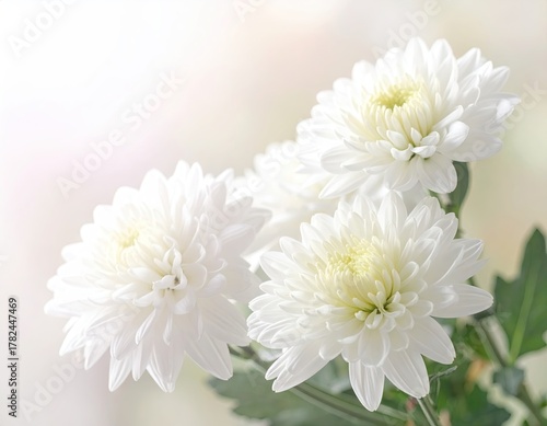 Closeup of White Chrysanthemum Flowers Soft Light Background