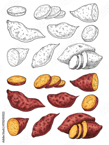 Whole, slice and half sweet potato. Vintage engraving vector color illustration. Isolated on white background.