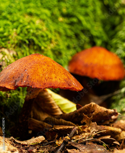 spider web mushroom from the poisonous mushroom family
