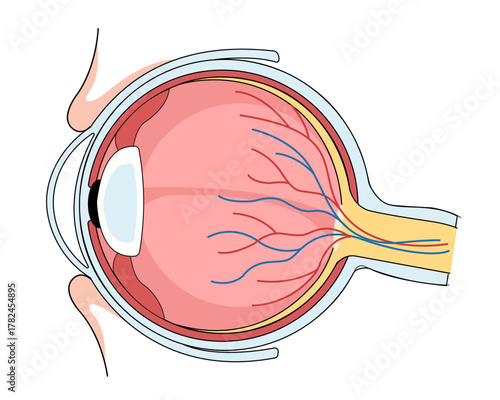 anatomy of the human eye with all the important components such as the lens, pupil, retina, optic nerve, and iris skin