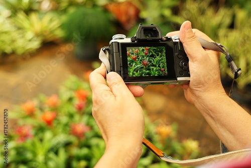 A digital camera was used to take pictures of tree with long green leaves and red flowers (Bromeliad). Tourists walked around garden and took pictures as souvenirs. Aechmea fasciata in Bromeliaceae fa