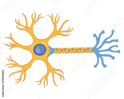 Anatomy of the neuron of the brain Illustration of the structure of a neuron