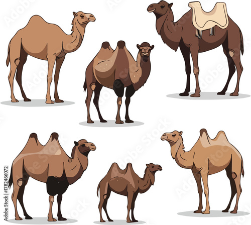  kinds of deferent camel vector art with white background
