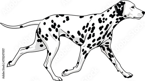 Dalmatian Dog Vector Illustration Running Full Body Side View Canine Pet Animal Design Artwork Spotted Breed Domestic Puppy Fast Breed Pedigree