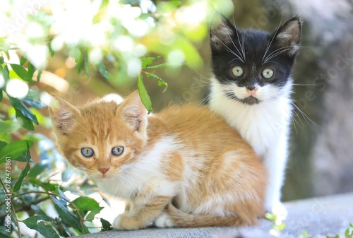 two little kittens