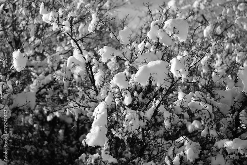 Snow background in Texas nature during winter weather closeup in black and white.